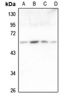 ORC2 Antibody抗体，orb215499，bior