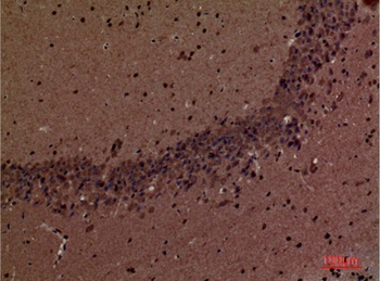 SHIP-2 rabbit pAb抗体，orb766831，