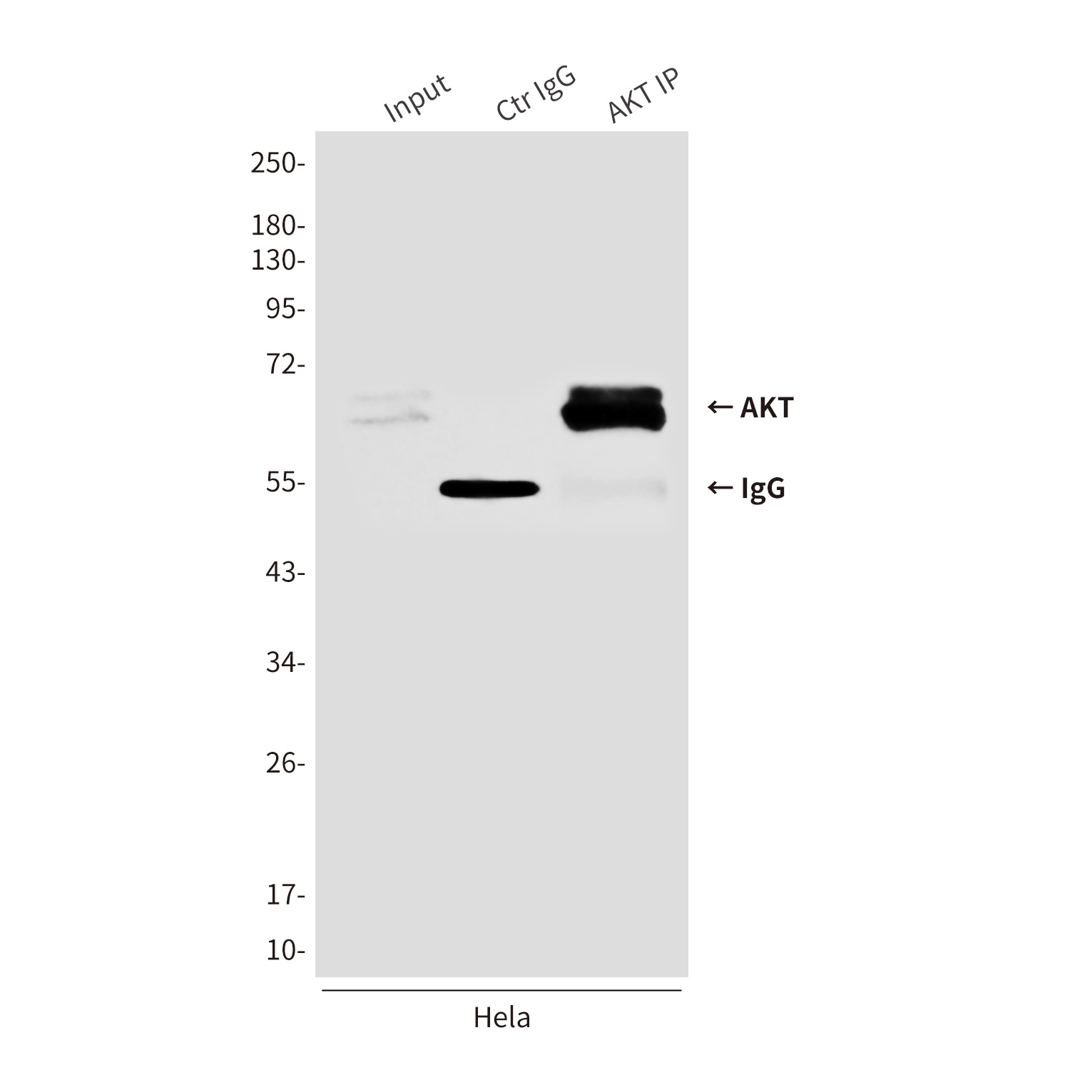AKT Mouse mAb抗体，orb1563196，bio