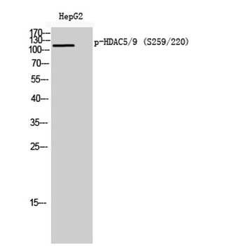 HDAC5/9 (phospho Ser259/220) r
