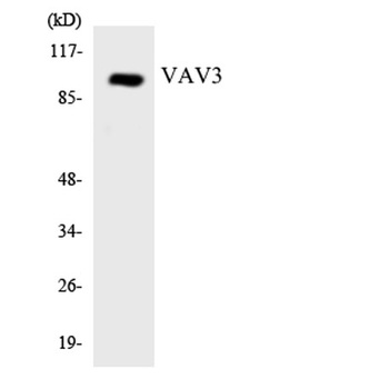 Vav3 rabbit pAb抗体,orb767351,bi