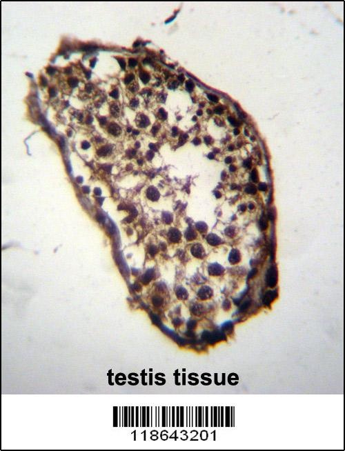 MLF1 Antibody抗体，orb1263697，bio