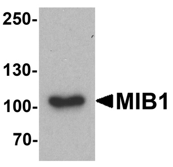 MIB1 Antibody抗体，orb1239439，bio