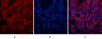 AP-1 rabbit pAb抗体，orb764543，bi