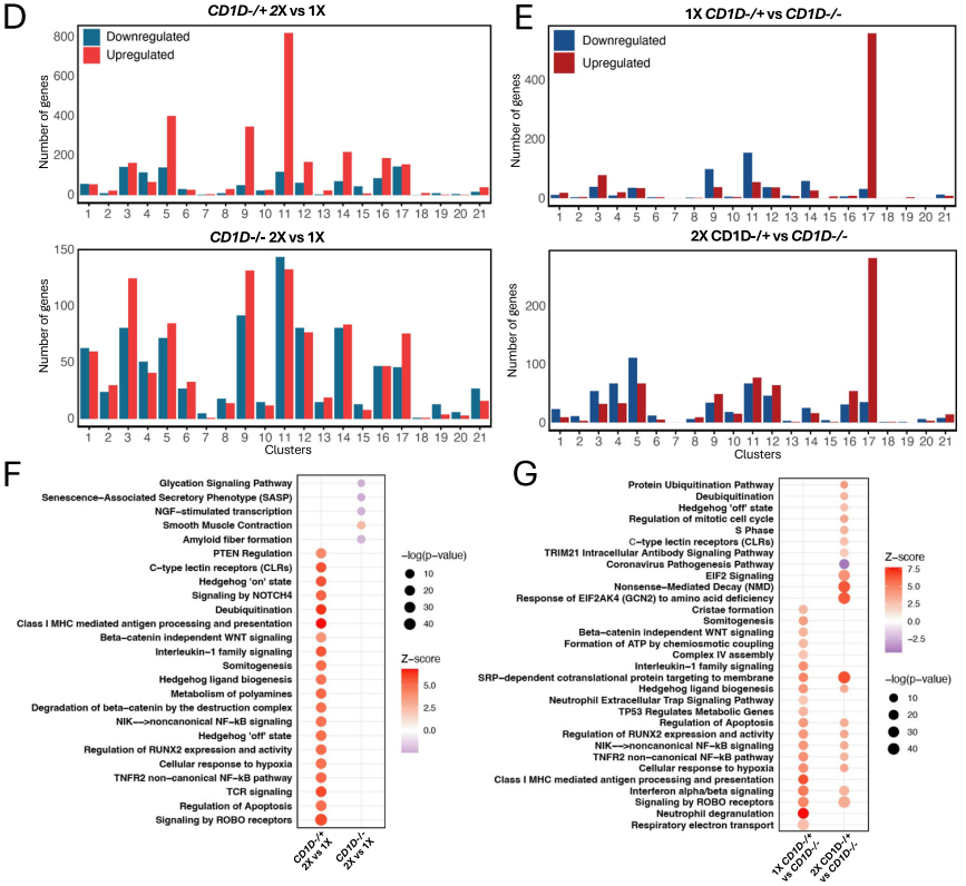 文献解读 | 非模式物种猪的单细胞免疫组库测序揭示了流感病毒感染下的T/B细胞受体多样性及克隆扩增特征