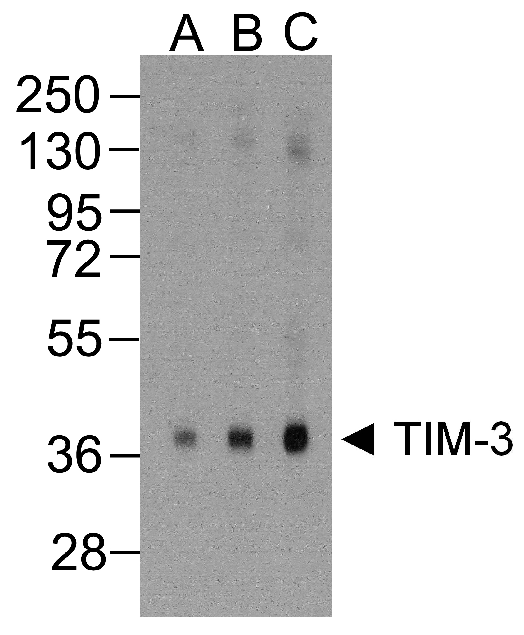 TIM3 Antibody [2A6]抗体，orb12401