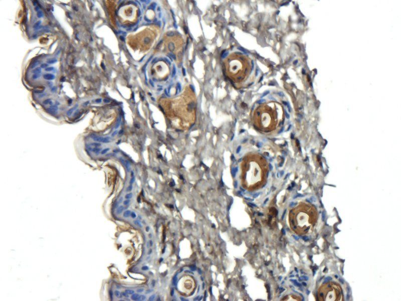 IL6 antibody抗体，orb6210，biorbyt