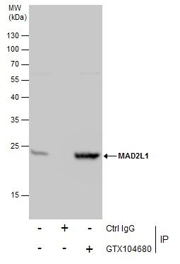 MAD2L1 antibody [C2C3], C-term