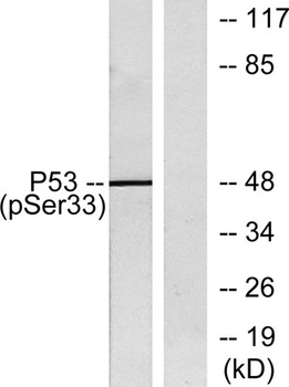 p53 (phospho Ser33) rabbit pAb