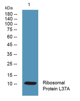 Ribosomal Protein L37A rabbit 