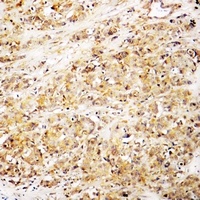 CD168 Antibody抗体，orb214039，bio