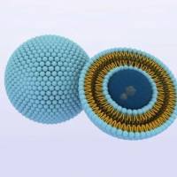 协同增强皮肤给药：TAT肽修饰醇质体 提升5-氟尿嘧啶的皮肤沉积与细胞摄取