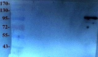 Elastin antibody抗体，orb13391，bi