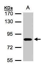 DNAJC7 antibody [N2C3]抗体，orb55