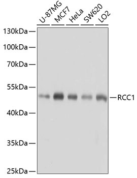 RCC1 Antibody抗体，orb1257076，bio