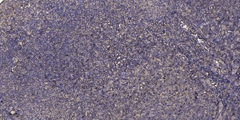 Fibulin-3 rabbit pAb抗体，orb7680