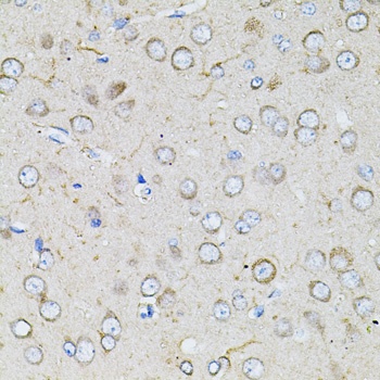 BEST1 Antibody抗体，orb1257979，bi