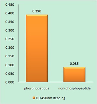 Ksr-1 (phospho Ser392) rabbit 