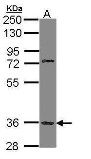 TAAR5 antibody [C2C3], C-term抗