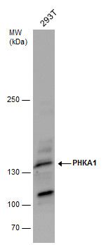 PHKA1 antibody [C2C3], C-term抗