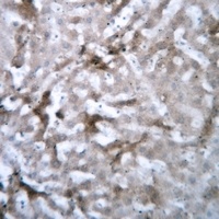 GSTM1 Antibody抗体,orb214021,bio