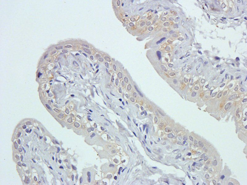 GPR109A antibody抗体，orb13445，bi