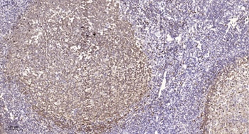 AMPKβ1 rabbit pAb抗体，orb769612，