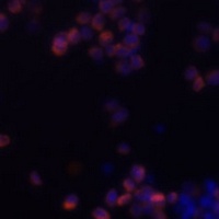 Zyxin Antibody抗体，orb668766，bio