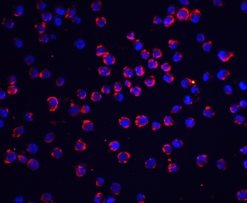 FLIP Antibody抗体，orb1238926，bio