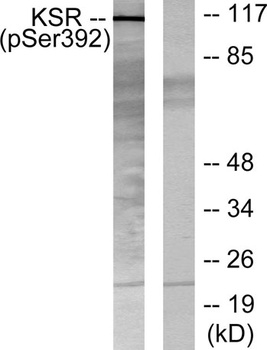 Ksr-1 (phospho Ser392) rabbit 