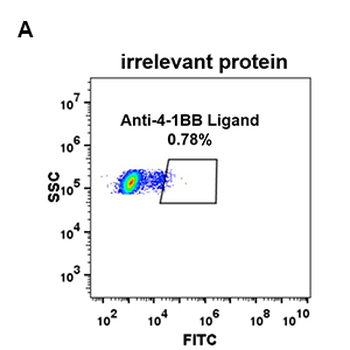 4-1BB Ligand Antibody抗体，orb757