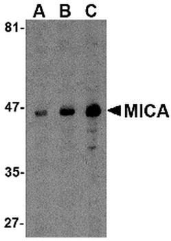 MICA Antibody抗体，orb1239438，bio