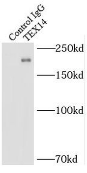 TEX14 Antibody抗体，orb631823，bio