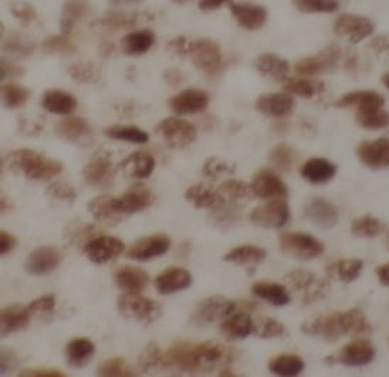 SRP54 Antibody抗体，orb631509，bio