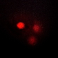 NDC80 Antibody抗体，orb214983，bio