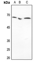 Histone Deacetylase 1 Antibody