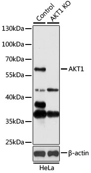 AKT1 Antibody, KO Validated抗体，
