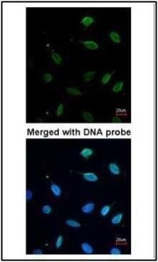 MCM7 antibody [N2C2], Internal