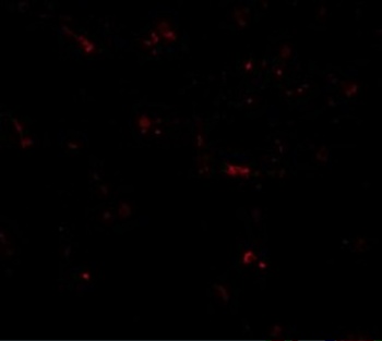 MPYS Antibody抗体，orb1239632，bio