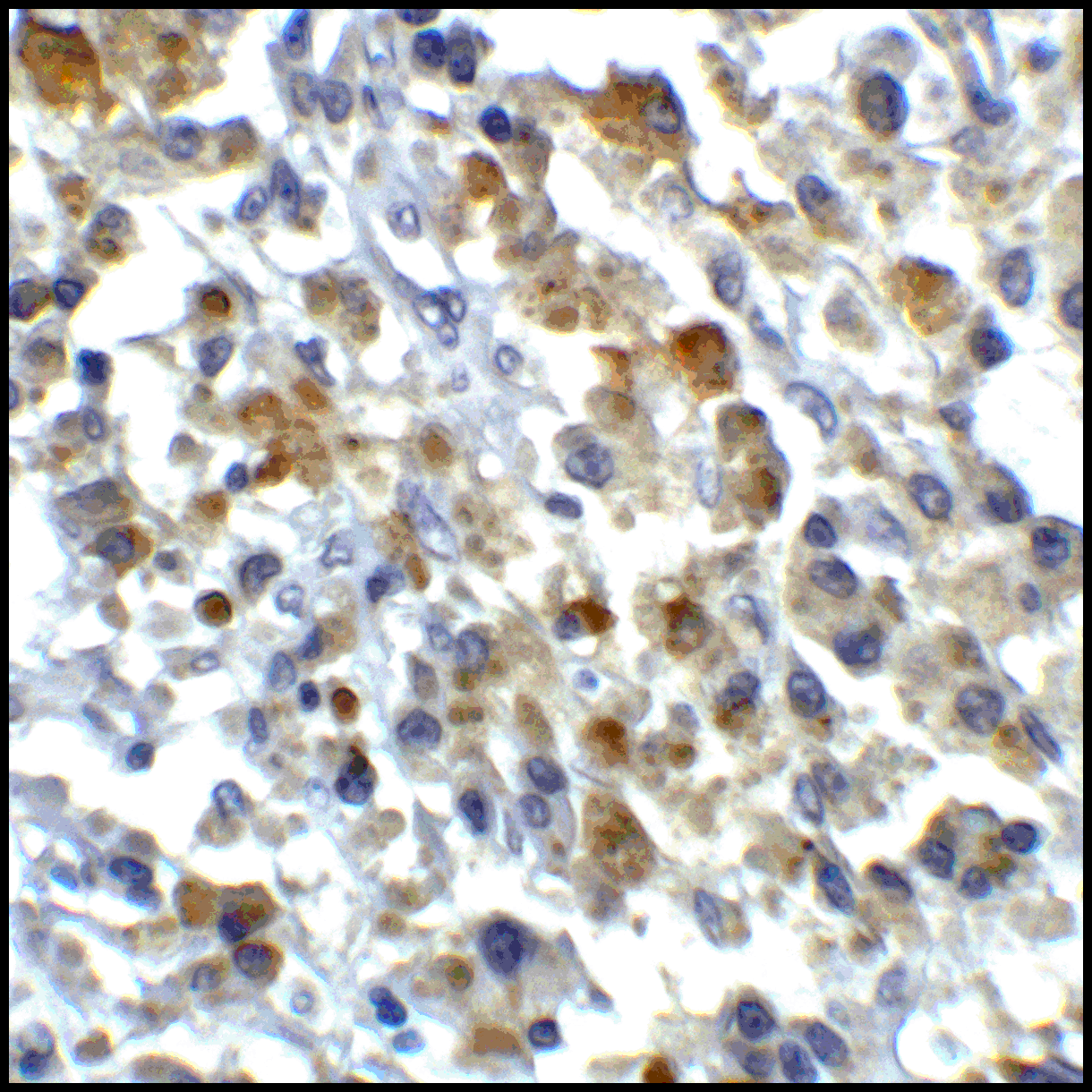 CD80 Antibody [12D9]抗体，orb1239