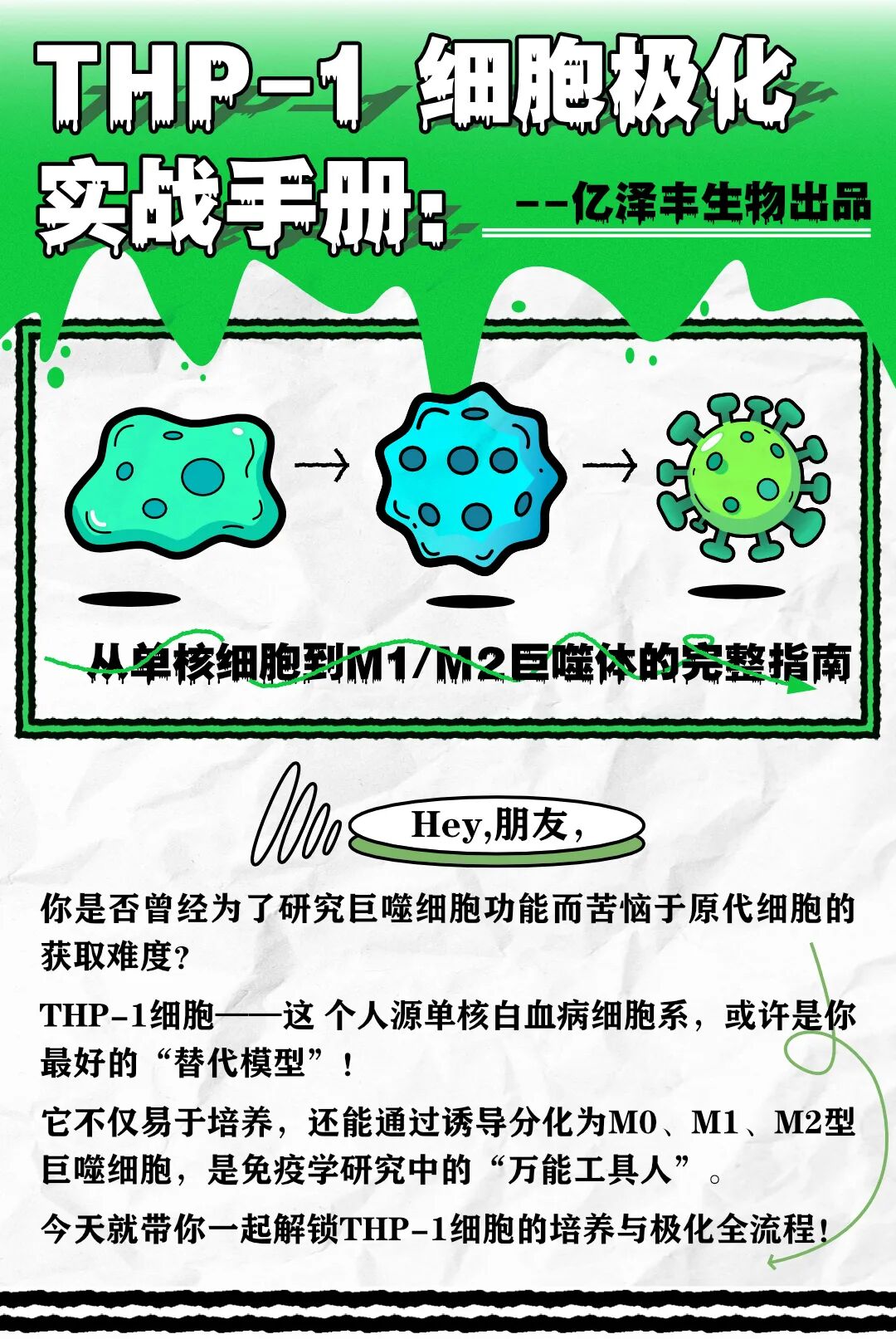 THP-1细胞极化实战手册：从单核细胞到M1/M2巨噬体的完整指南