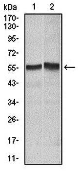FAS Antibody抗体，orb97433，biorby