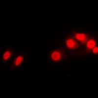 Histone H1 Antibody抗体，orb21403