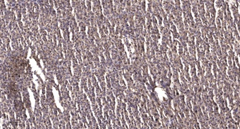 HMG-2 rabbit pAb抗体，orb765415，b