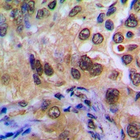 POTEA Antibody抗体，orb304514，bio