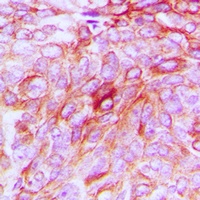 Phospholipase D4 Antibody抗体，or