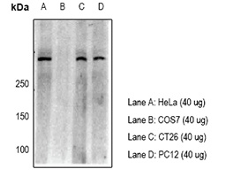 53BP1 Antibody抗体，orb224035，bio