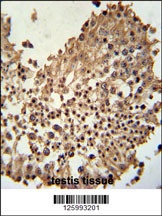 CCDC42 Antibody抗体，orb1264354，b