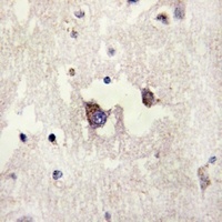 CADM3 Antibody抗体，orb318980，bio