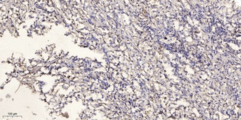 ATP5H rabbit pAb抗体，orb764603，b